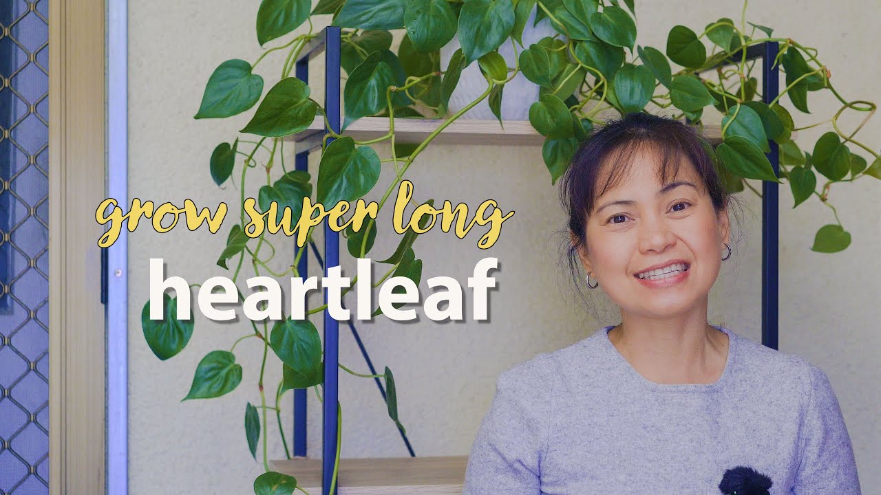 How I keep the extra-long vines thriving | Heartleaf Philodendron growth update