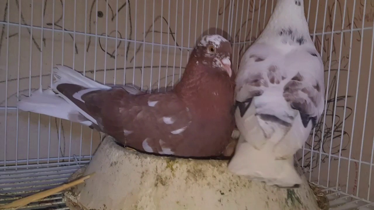 2017 Birmingham Roller Pigeons Breeding Begins