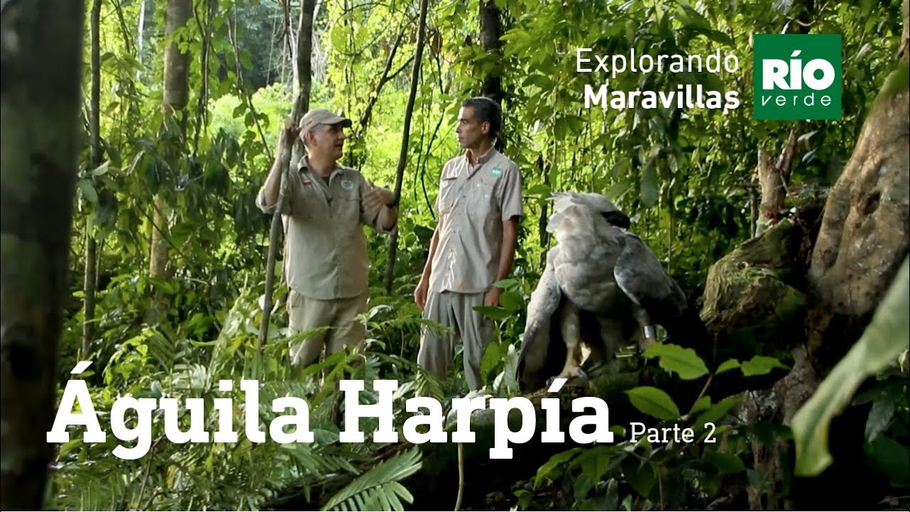 Aguila Harpia parte 2 - Explorando Maravillas - Tercera temporada.