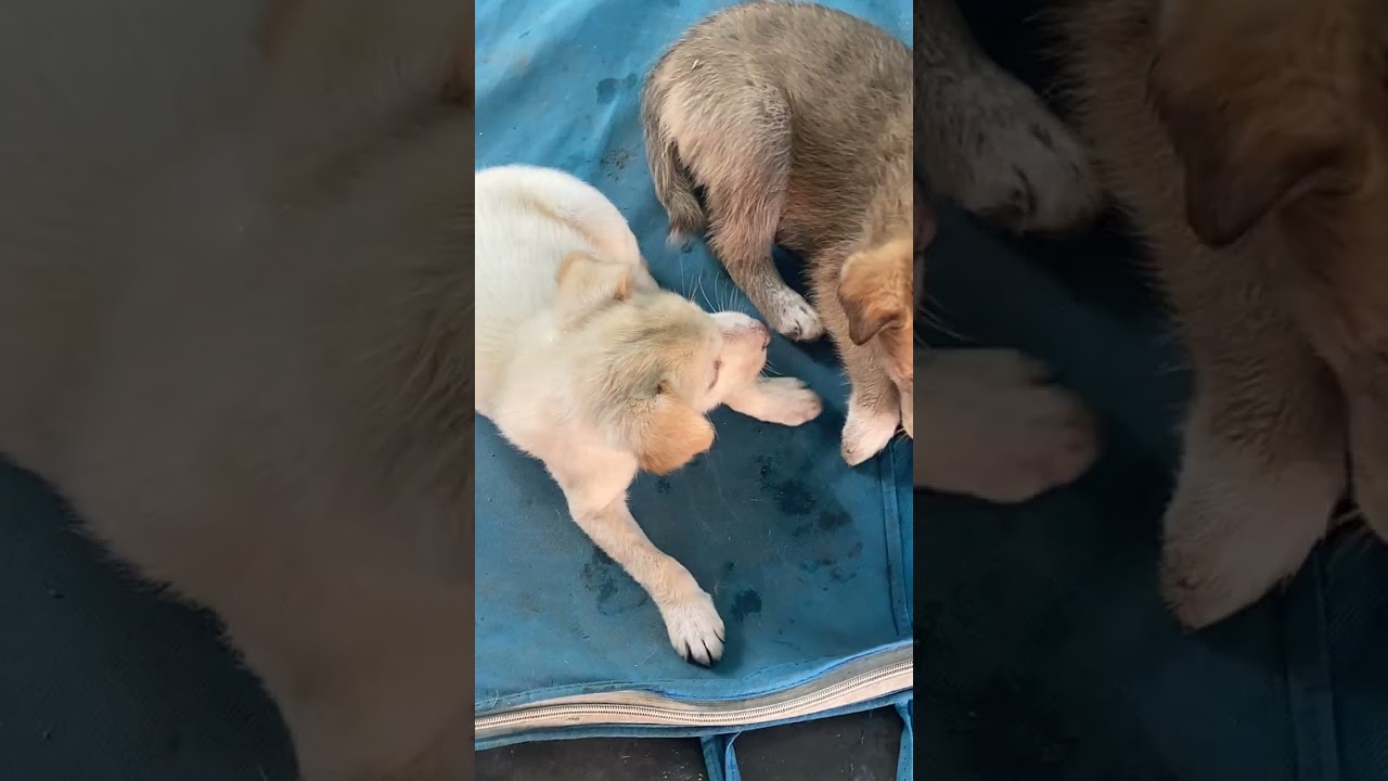 #pets #yt 