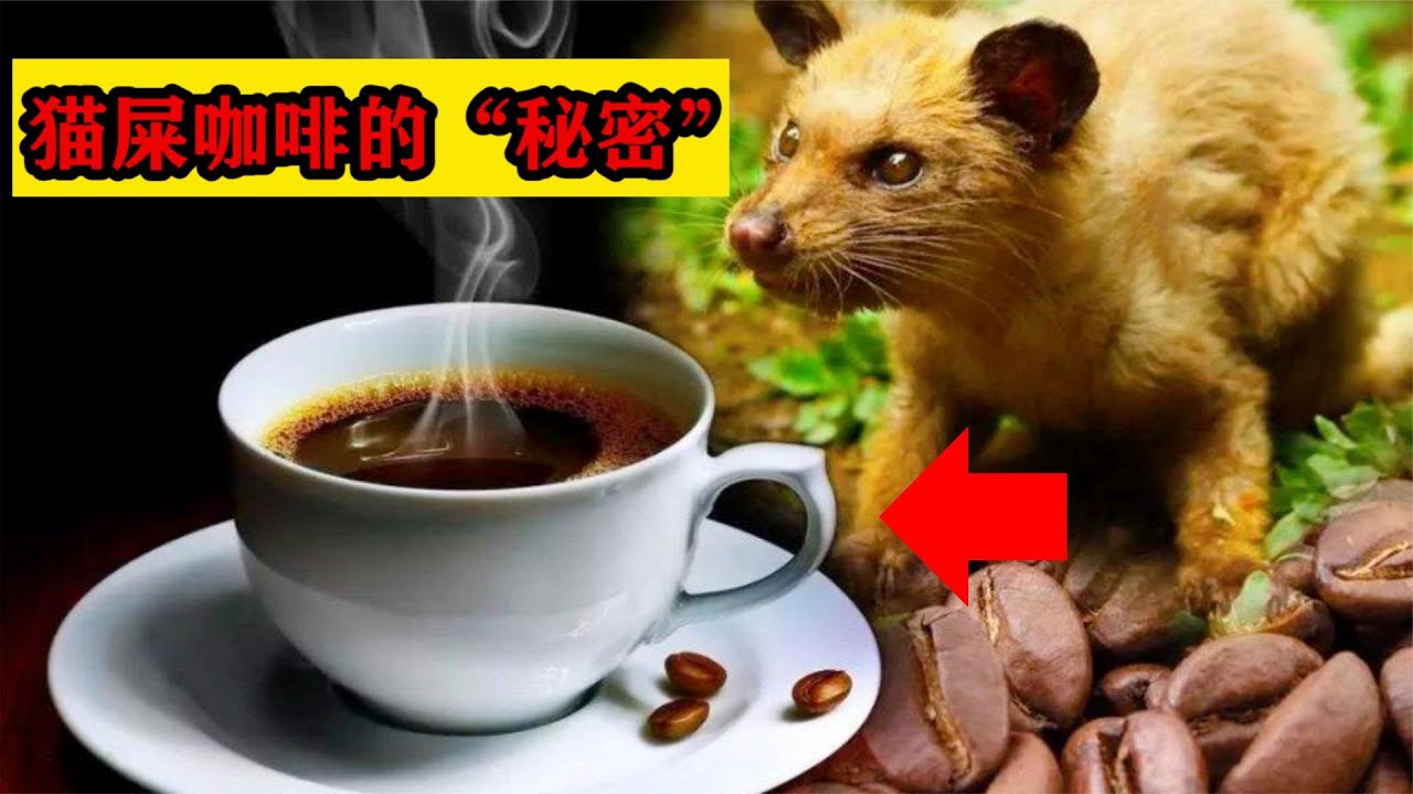 猫屎咖啡是猫的排泄物，为何却成世界最贵咖啡？它有何秘密？