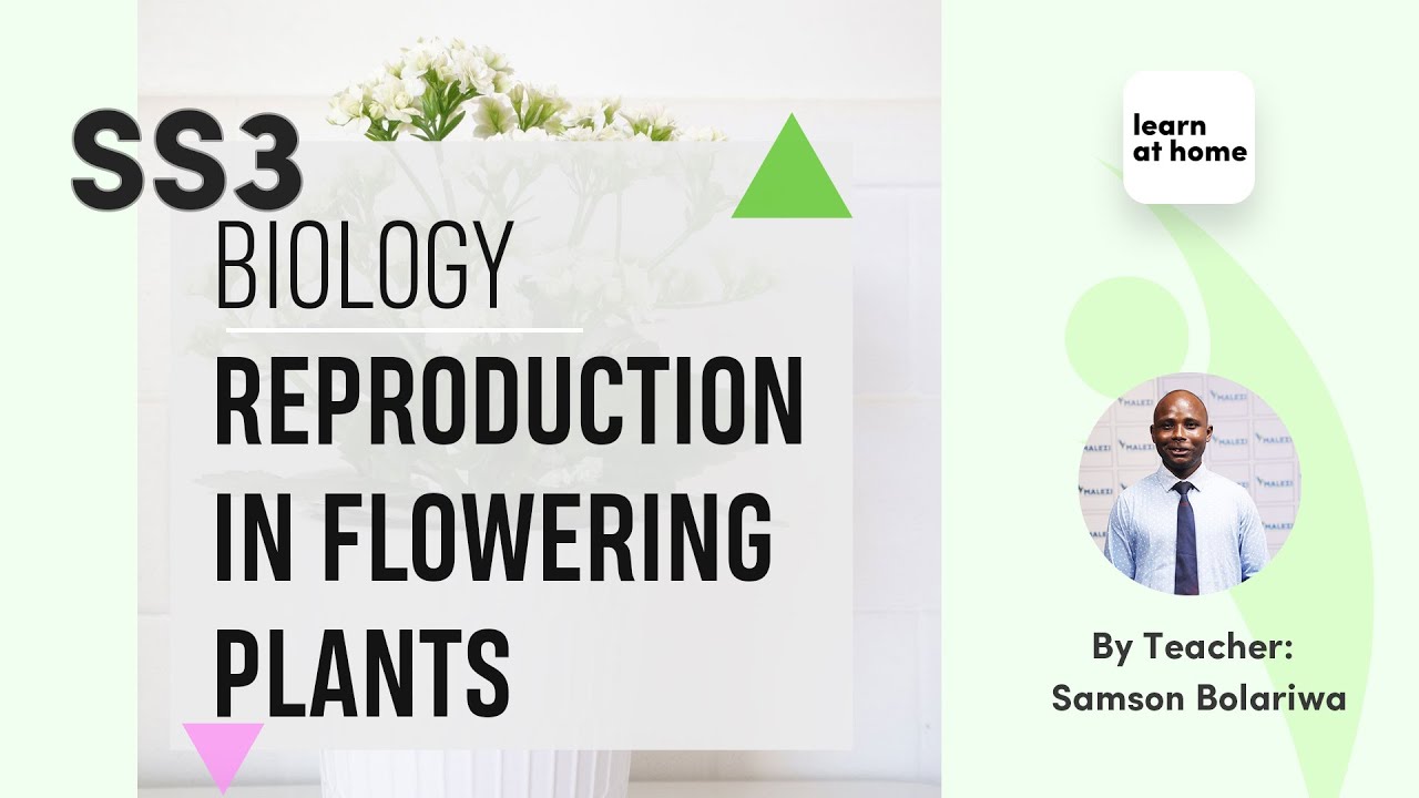SSS3 Biology: Reproduction In Flowering Plants
