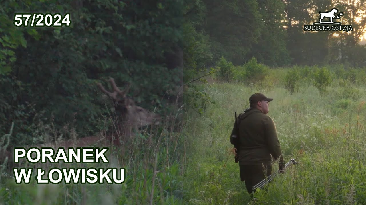 Poranny podch&oacute;d - poranek w łowisku - SUDECKA OSTOJA 57/2024 hunting in Poland