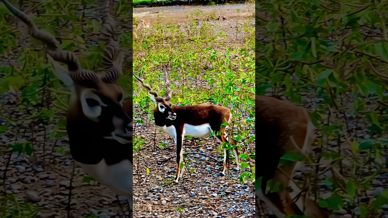 📍Little Blackbuck in north of Pakistan 🇵🇰 #UmarCliki #NatureShorts #WildBeauty