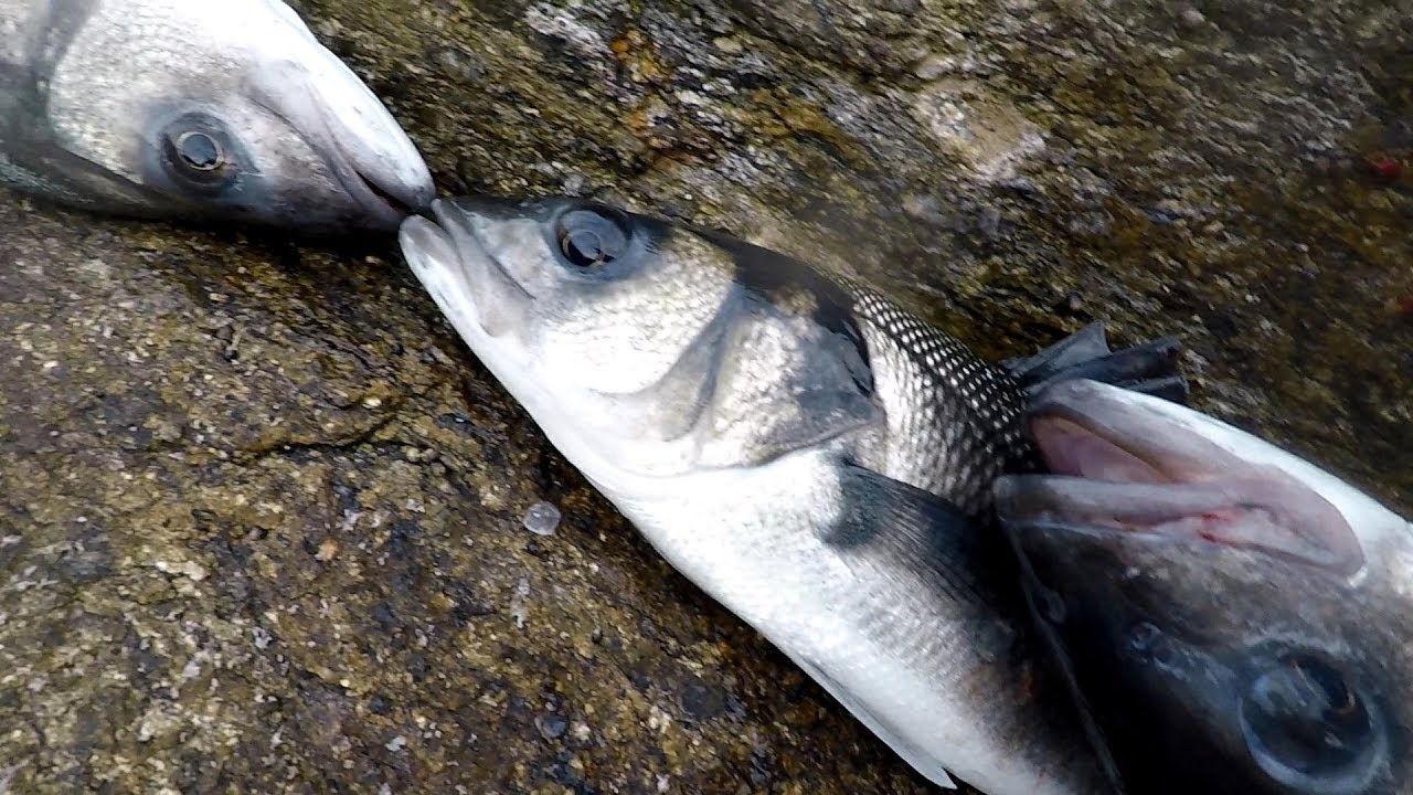 Pescando lubinas desde acantilado