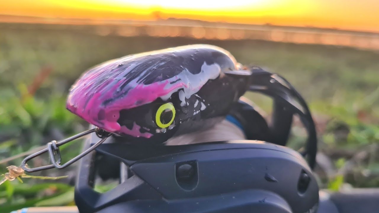 FROG CURIOSA - Isca para pescaria de tra&iacute;ra
