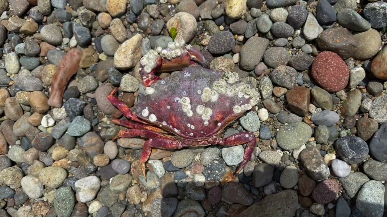 Visiting Anderson Island, Washington