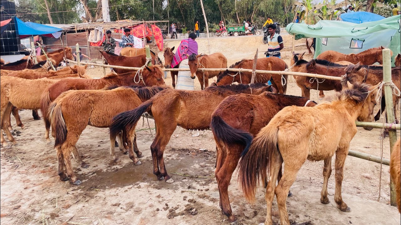 17 মার্চ 25 / 2 হাজার টাকায় ঘোড়ার বাচ্চা ক্রয় করুন গোপীনাথপুর ডোল মেলা থেকে