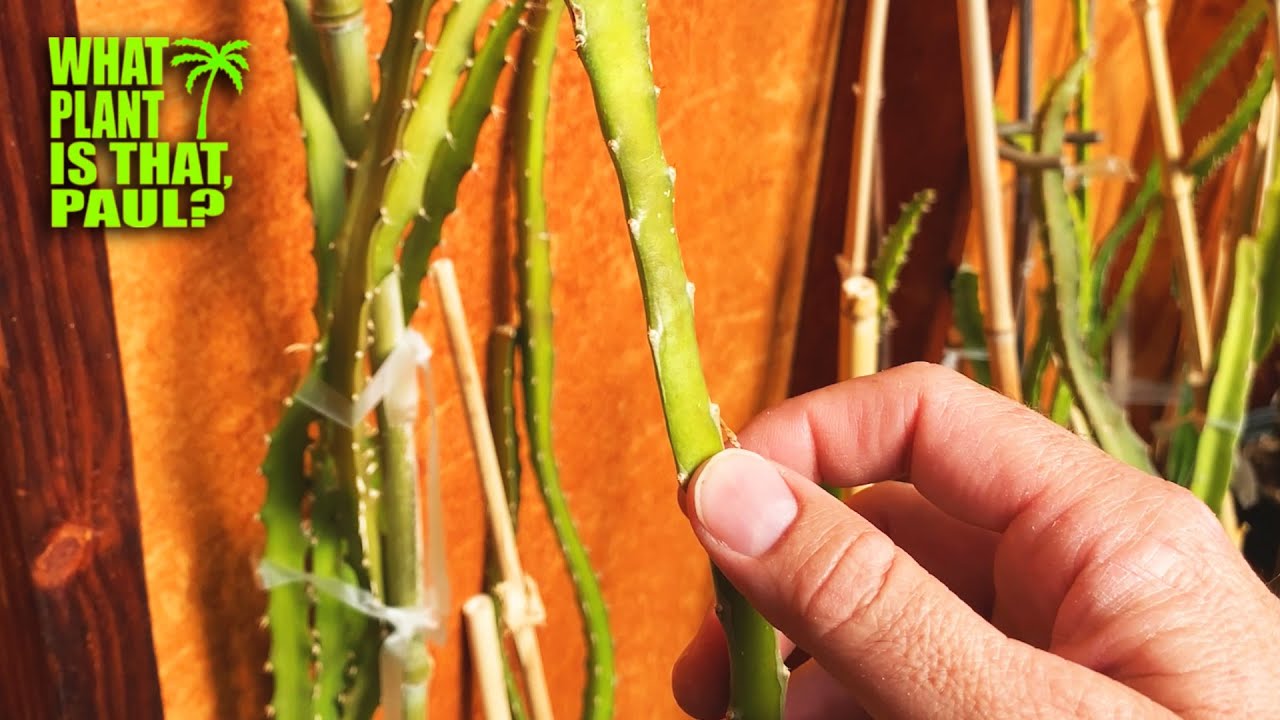 ETIOLATED DRAGON FRUIT / STRANGE GROWTH from Lack Of SUN