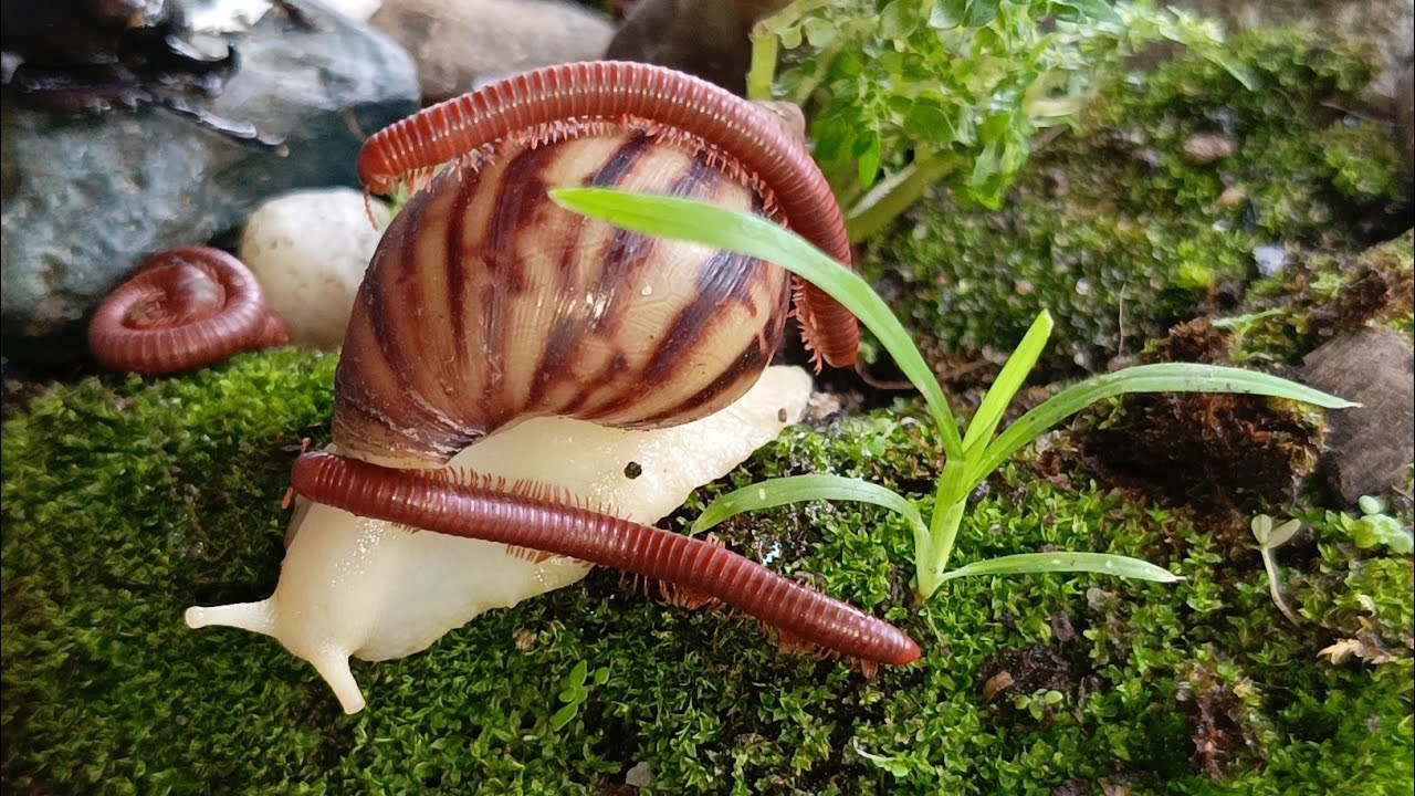 The Art of Legs and Slime: Millipede & Snail Locomotion Filmed with High-Speed Macro #Behavioral