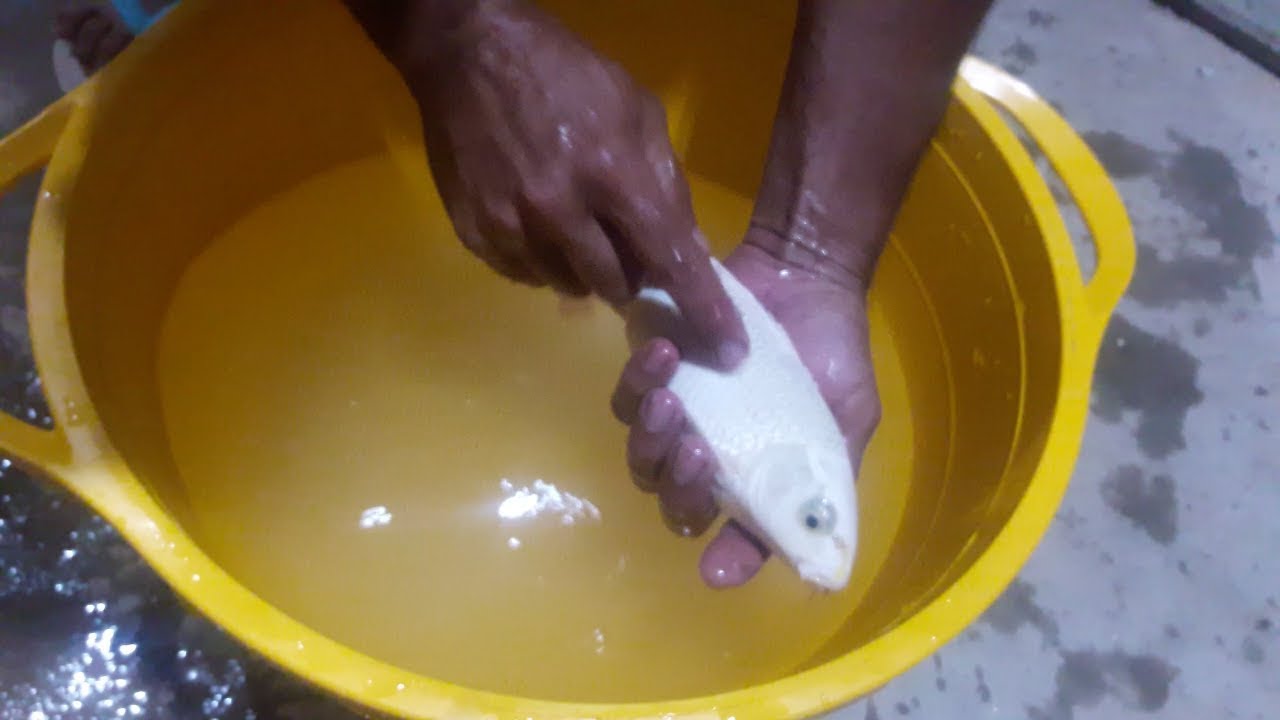 🐠🐟 ACABE COM VÁRIOS TIPOS DE FERIDAS NOS SEUS PEIXES  🐠🐟