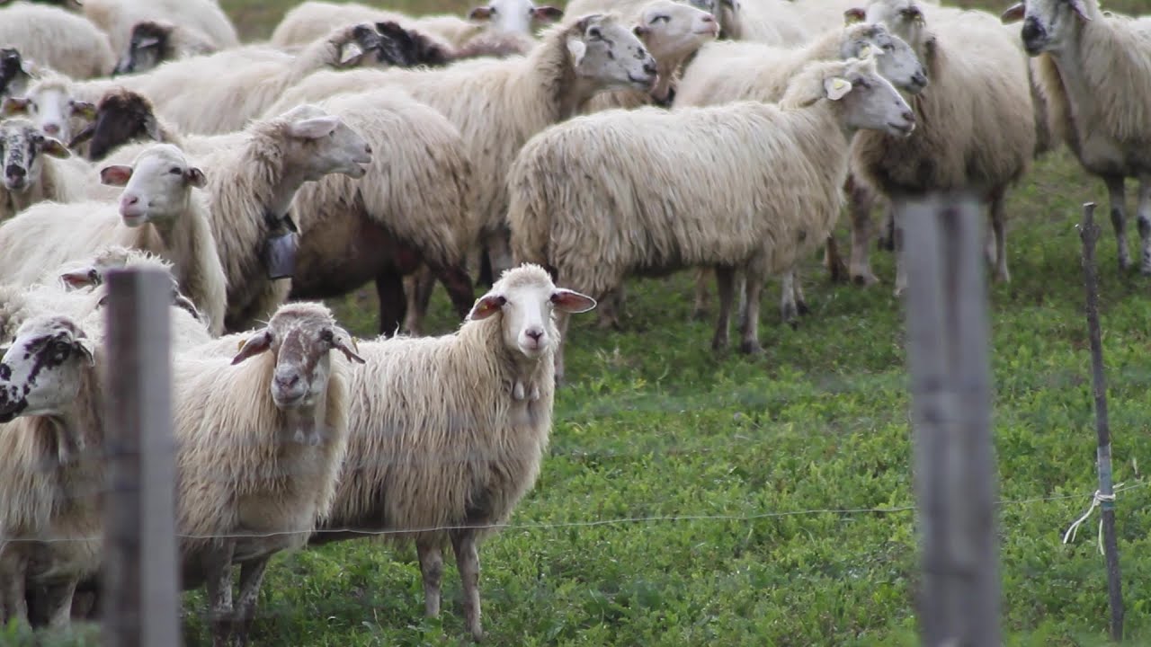 A Tùnniri  -  Una giornata con i pastori dei Nebrodi impegnati nella tosatura manuale delle pecore.