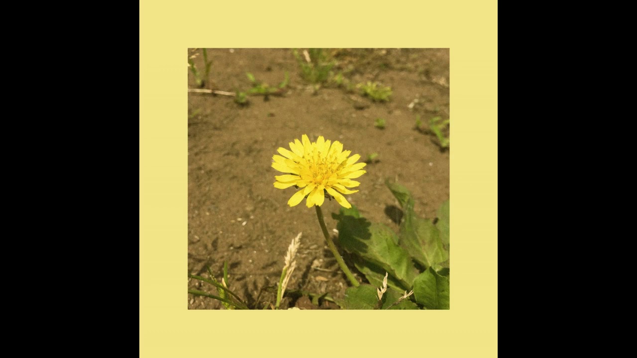 oohyo - dandelion (single ver.)