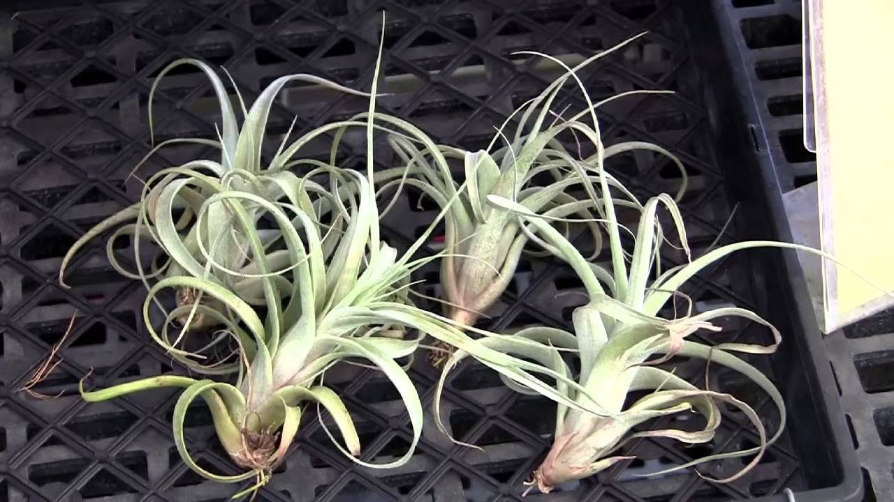 Barry Landau's Tropical Planet - Various Tillandsia At RFI Sept 1, 2015