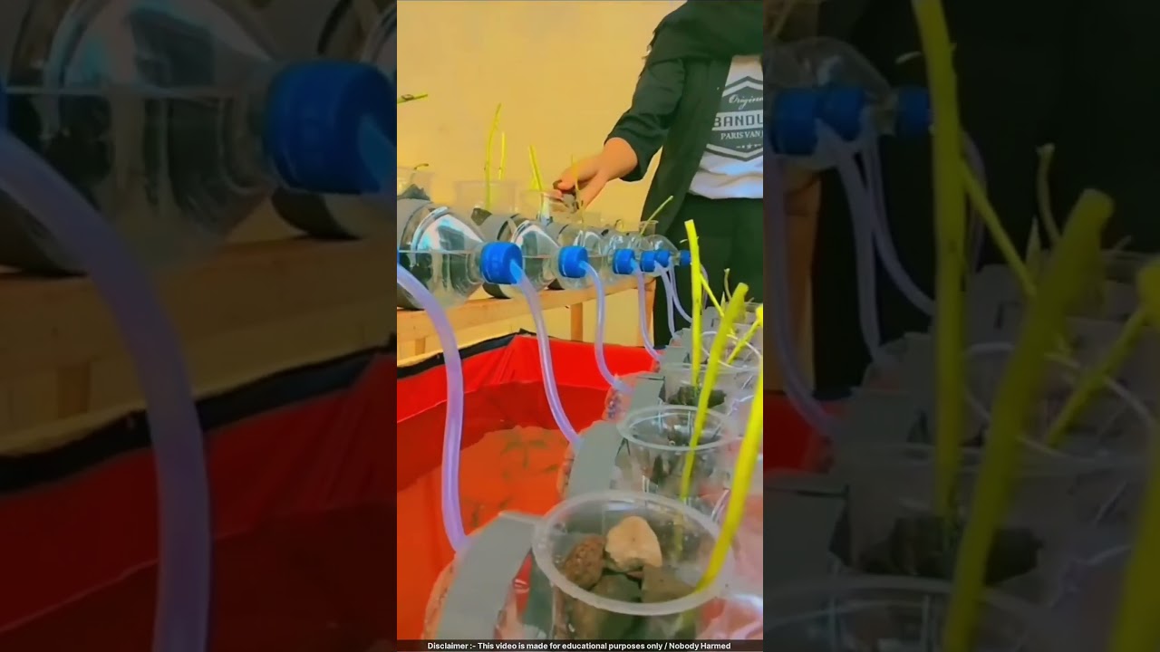 Zero-Cost Veggie & Fish Farm! 🤯 #farming #hydroponics