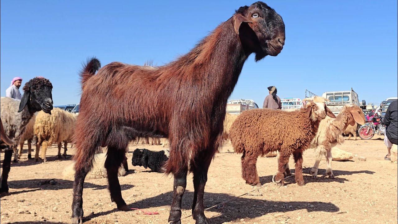 سوق أغنام مدينة الدانا شمال سوريا 21_ 4_ 2025
