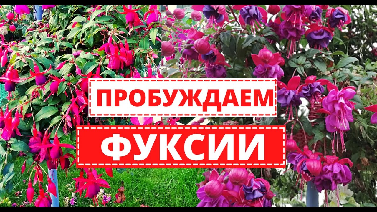 ФУКСИЯ после зимовки. Мероприятия по пробуждению