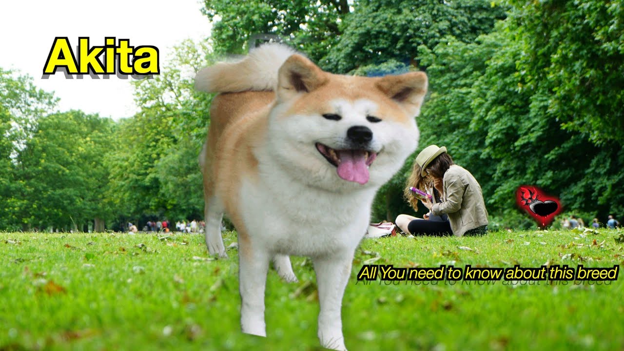 Akita Dog Breed: Personality, Care Tips & Everything You Must Know!