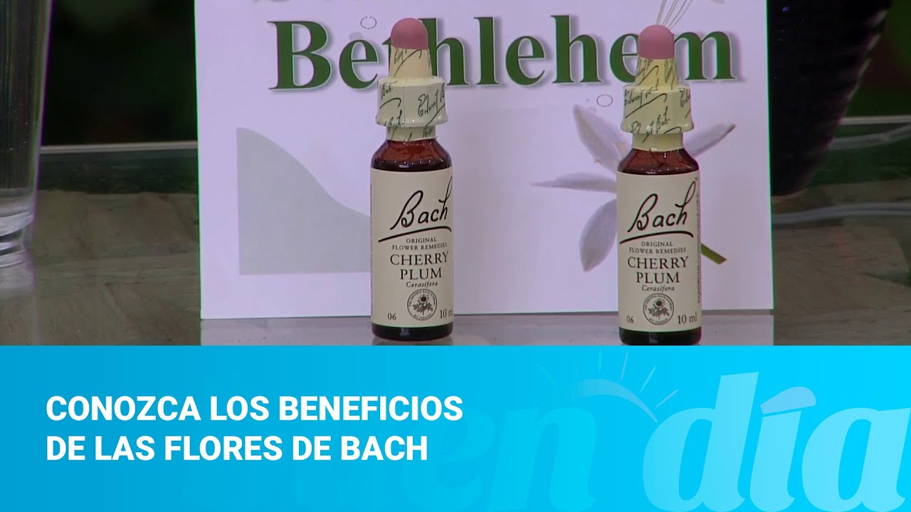 Conozca los beneficios de las flores de bach