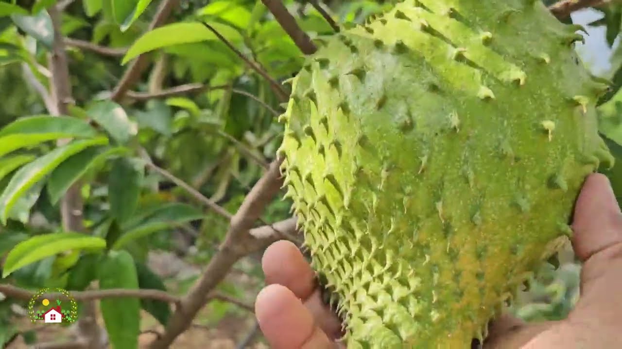 OBLIGARAS A TU ARBOL DE GUANABANA A DAR MUCHO FRUTO EN MUY POCO TIEMPO