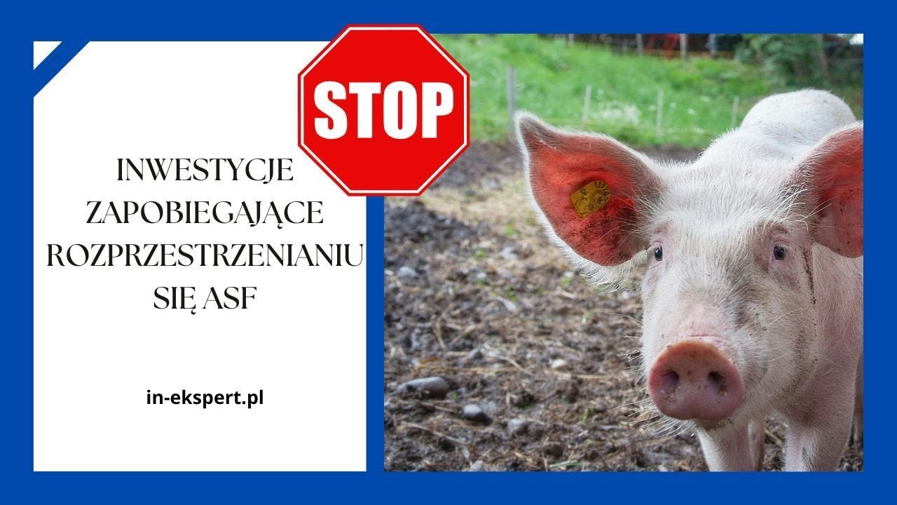 ASF 2025 Ważne informacje