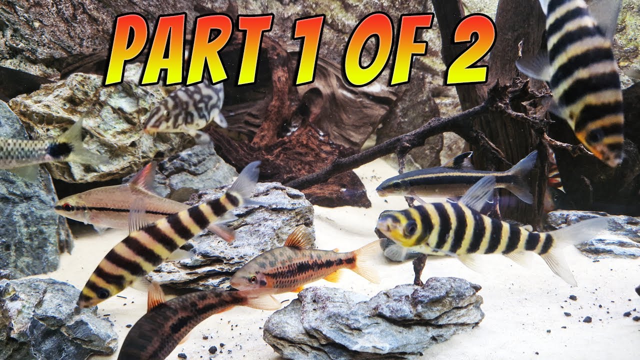 Fish Room Tour 2023  - Part 1 of 2 - Free Panda Barbs Anyone??