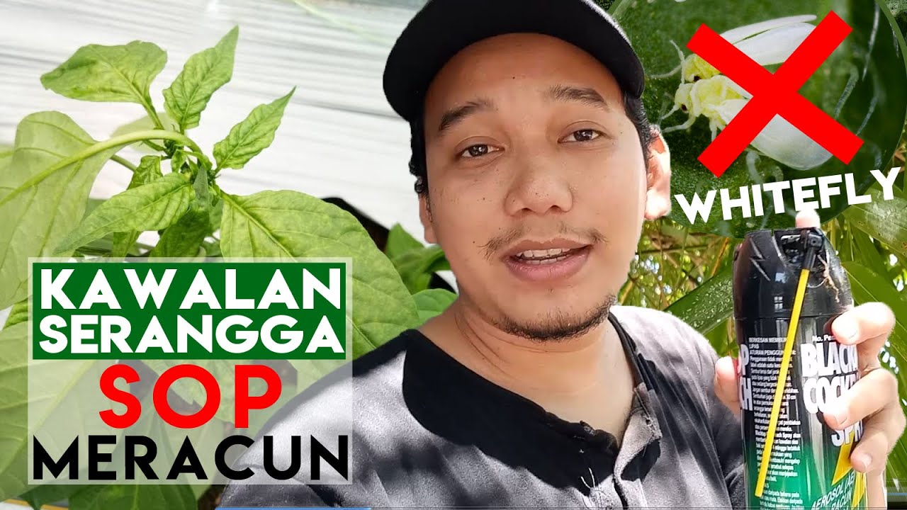 [ KAWALAN SERANGGA 1# ] SOP meracun tepat pada TARGET