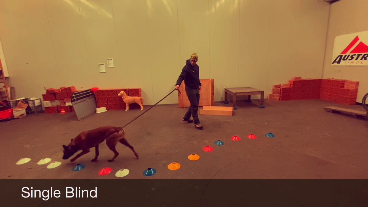 Line Up Training Spürhund | Scent Detection K9