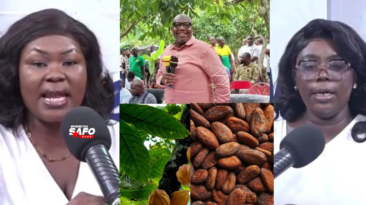Махама уволит генерального директора COCOBOD?😱Ганцы высказываются по поводу жалоб фермеров, выращ...