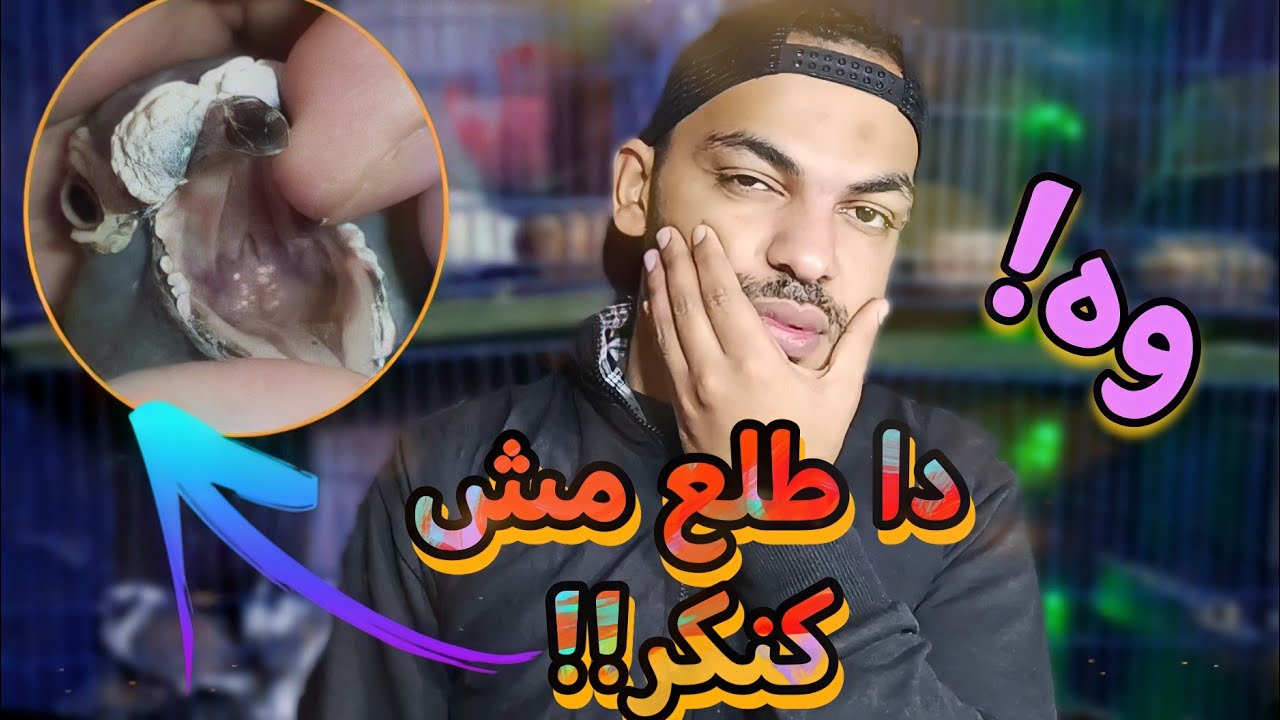 مرض خطير يدمر خلايا الحمام