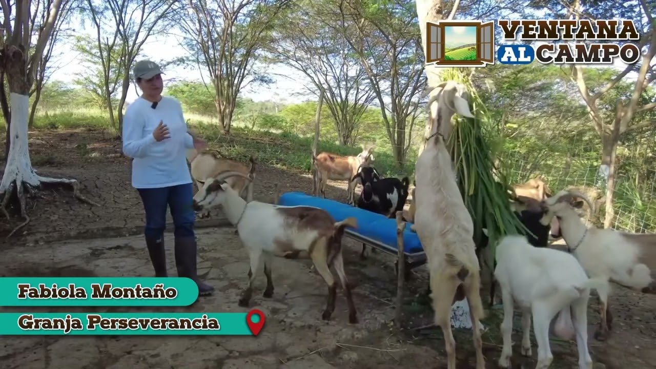 Granja Perseverancia,  sistema de producci&oacute;n #caprina en #Tubar&aacute; Atl&aacute;ntico 🇨🇴
