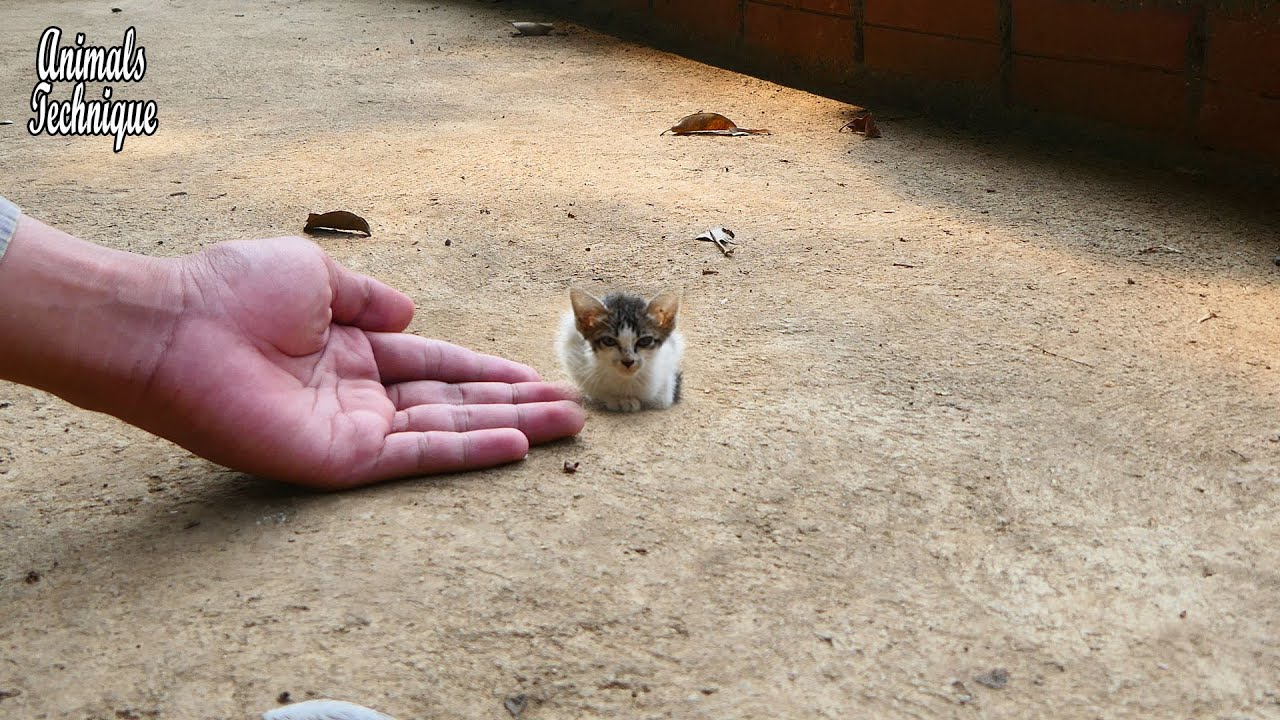 The smallest poor street kitten is crying for her mother