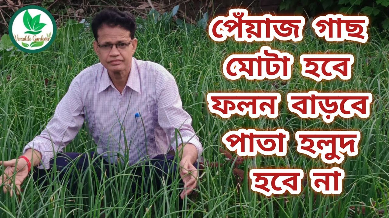 পেঁয়াজ গাছ মোটা হবে ফলন বাড়বে পাতা হলুদ হবে না || Versatile Gardener