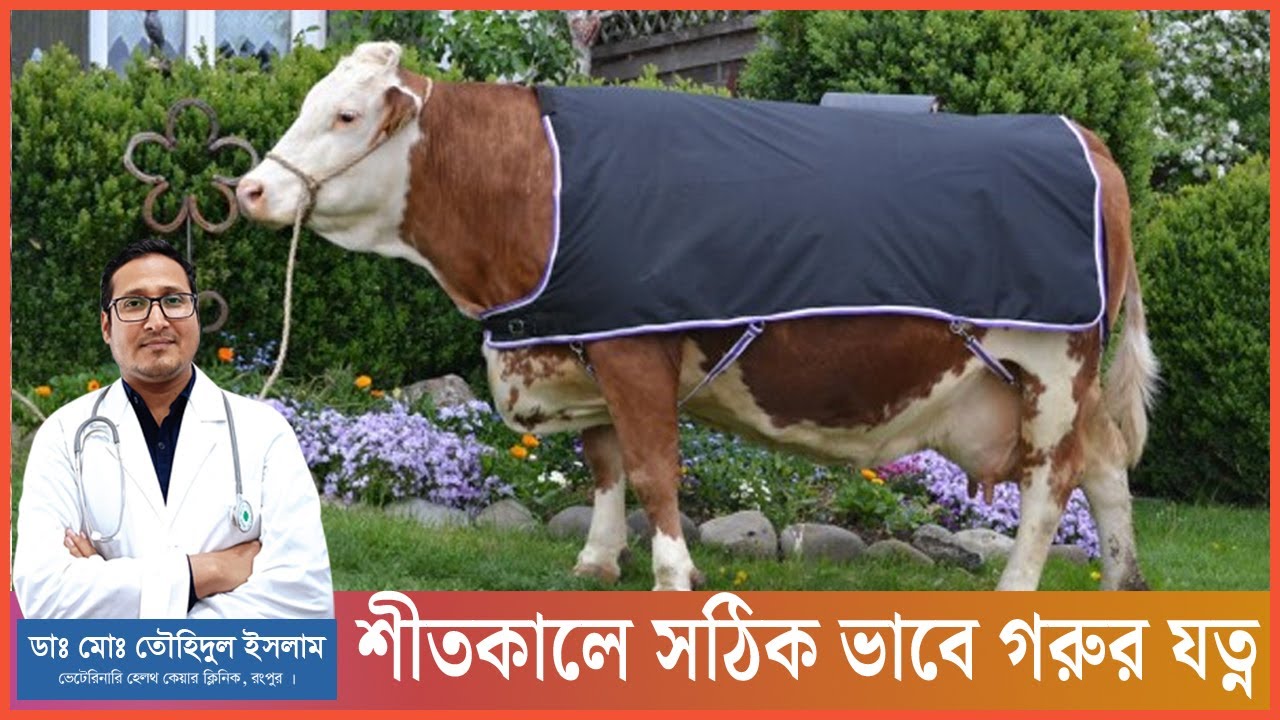 শীতকালীন গরুর খামারের ৬ টিপস | শীতকালে গরুর যত্ন । শীতকালে গরু পালন । গরুর খামার । Dr.Touhidul Islam