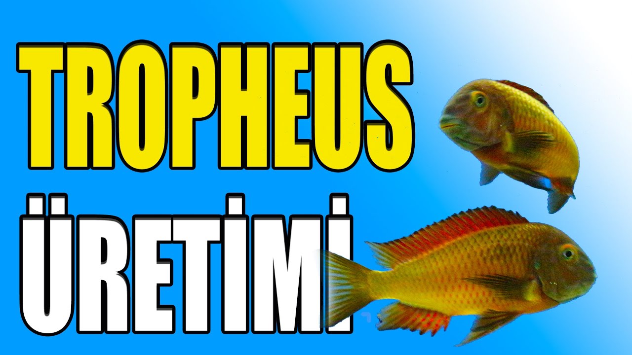 AFRİKADAN TROPHEUS GELDİ: Tropheus üretimi, bakımı, su değerleri, püf noktaları, ideal bir akvaryum