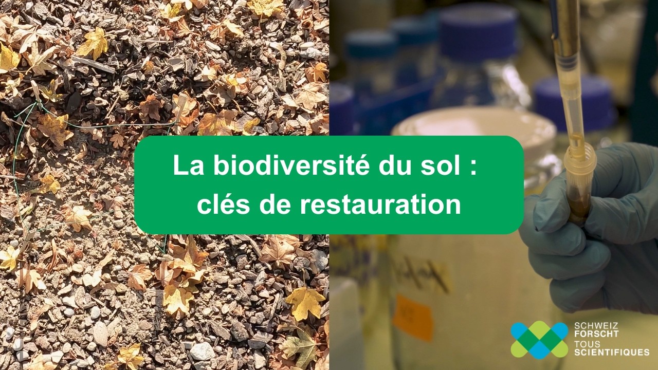 Série de vidéos Tous scientifiques - La biodiversité du sol: clés de restauration