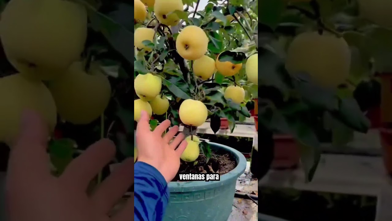 🌡️ "¿Frío extremo? Así protegí mis árboles frutales en maceta durante la helada" 