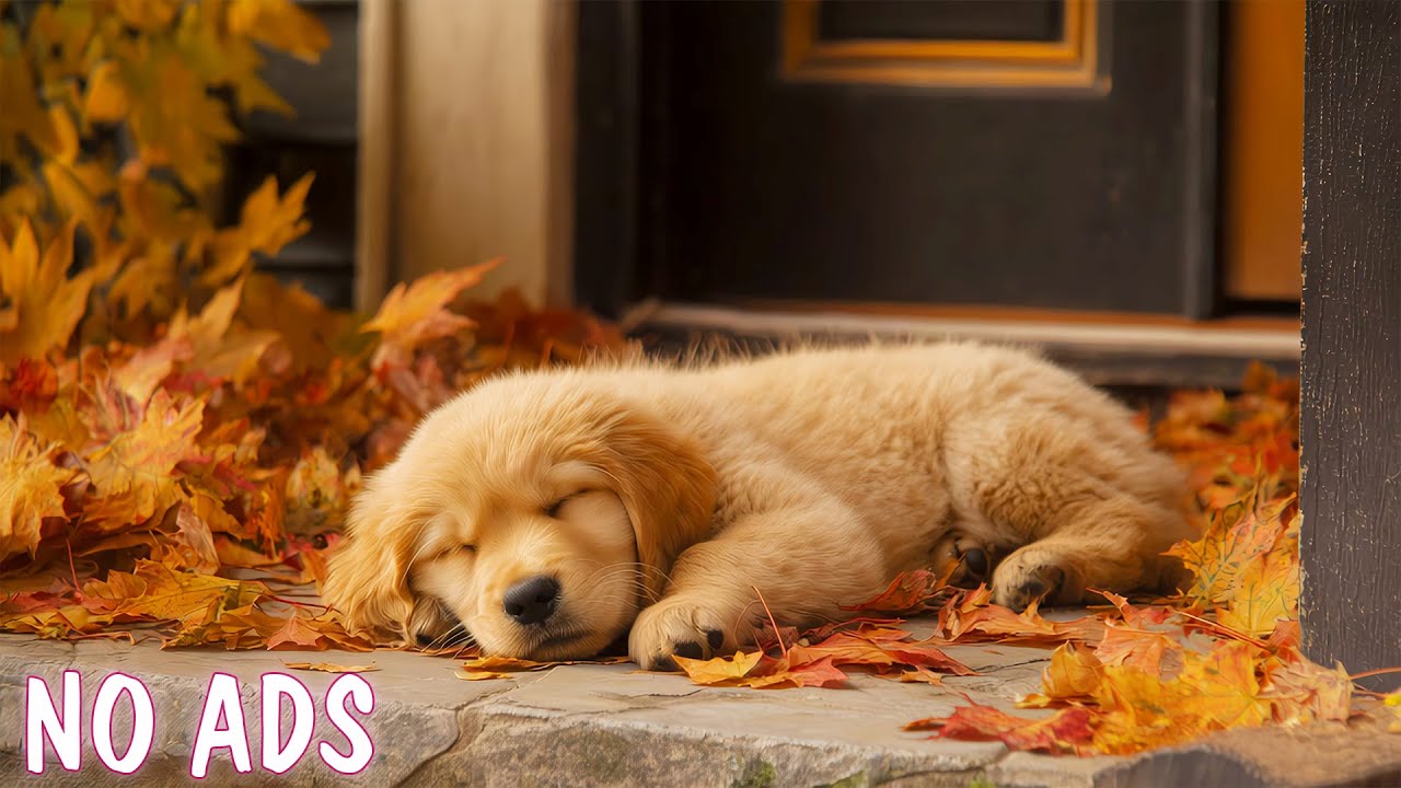 Healing Music for Dogs, Reduces Separation Anxiety Stress