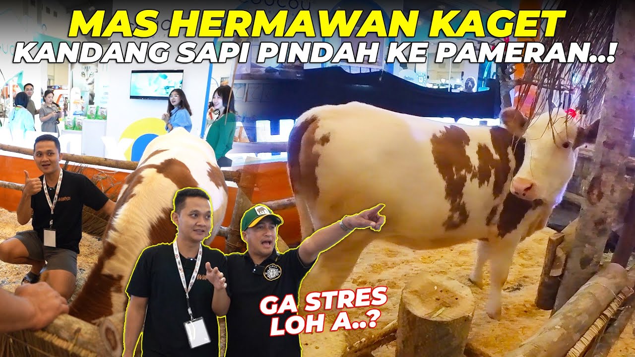 MAS HERMAWAN KAGETT..! KANDANG SAPI DI DALAM GEDUNG PAMERAN TERBESAR..!
