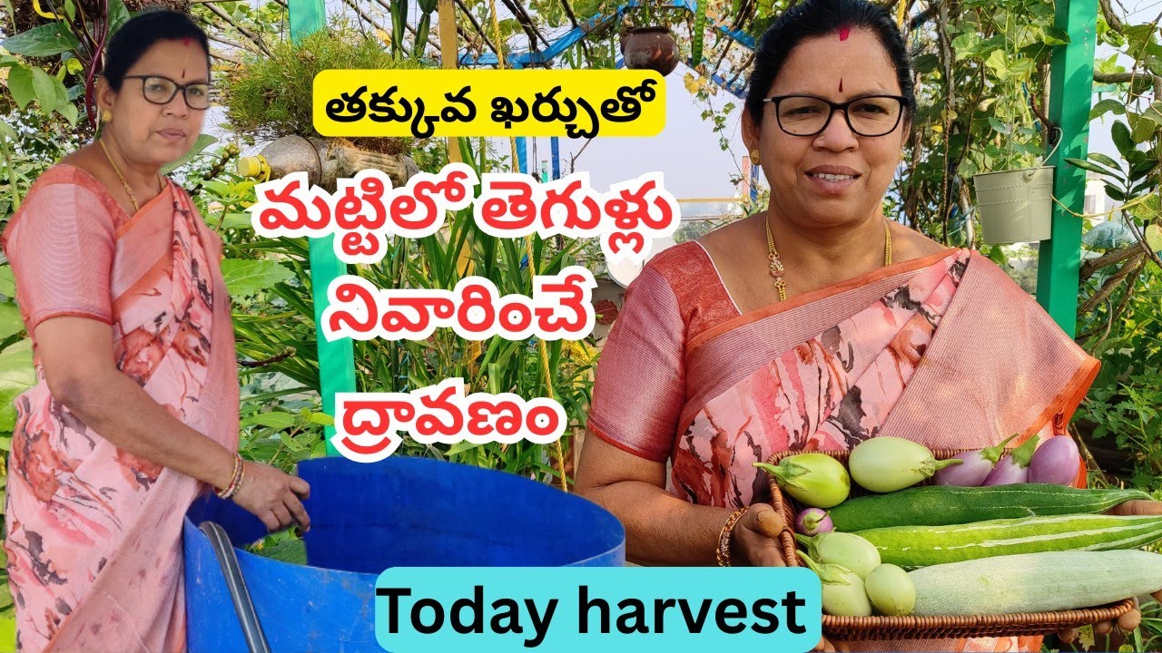 మట్టిలో తెగులు నివారించే ద్రావణం, నాలుగు రకాల వంకాయల హార్వెస్టర్  #@AadiLakshmiTerraceGarden 