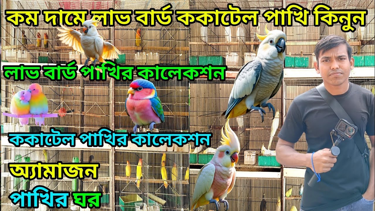 অ্যামাজন🦜পাখির ঘর birds 🐦price পাখির দোকান birds market ni Khulna খুলনা ফুল মার্কেট  #birds #foryou 