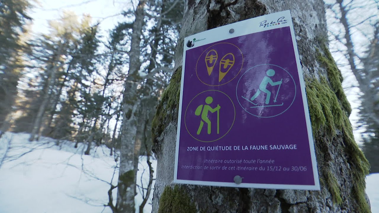 Animaux sauvages : des zones de quiétude dans le massif jurassien (Ain)