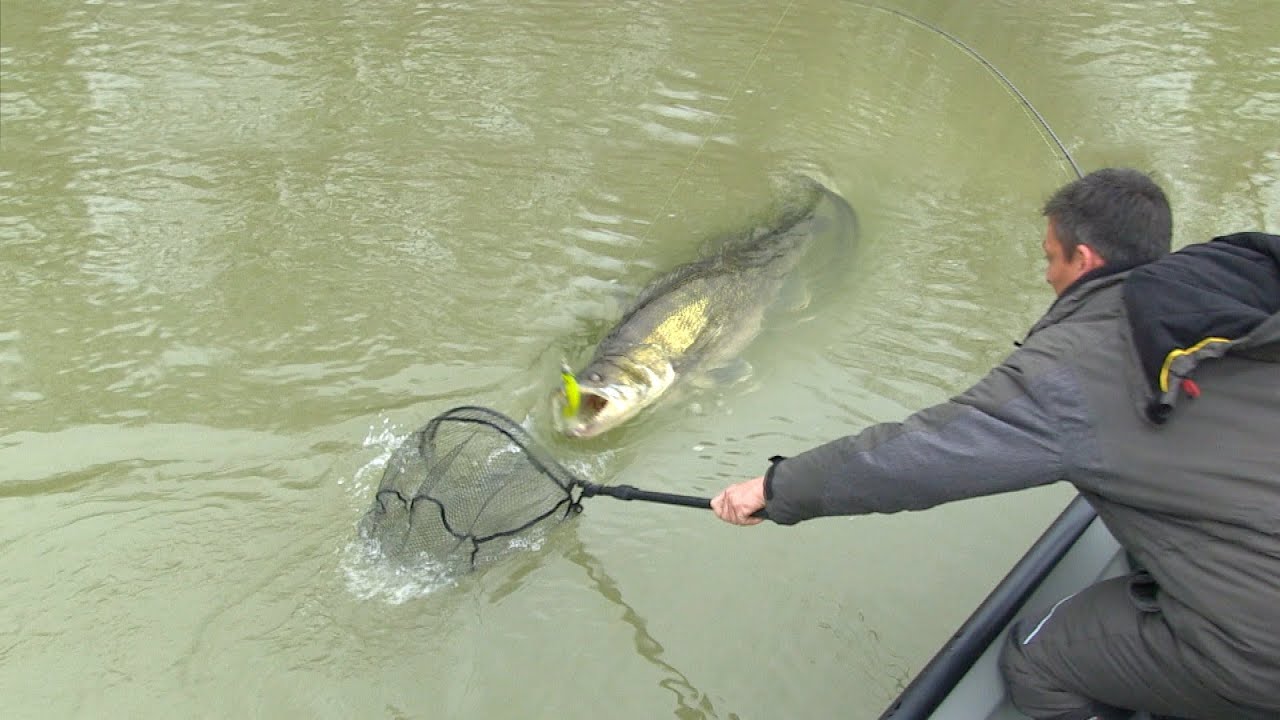 Pecanje smuđa na reci Savi kod Lonjskog polja u Hrvatskoj I deo