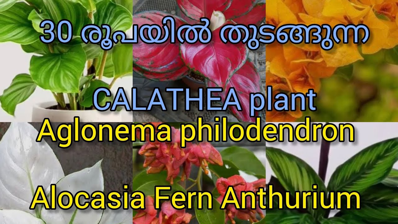 All variety plants 7025304775