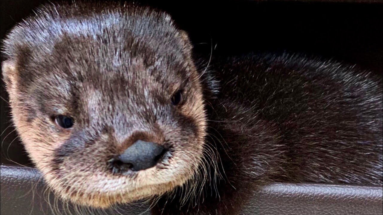 Cute BABY OTTER playing with chickens!