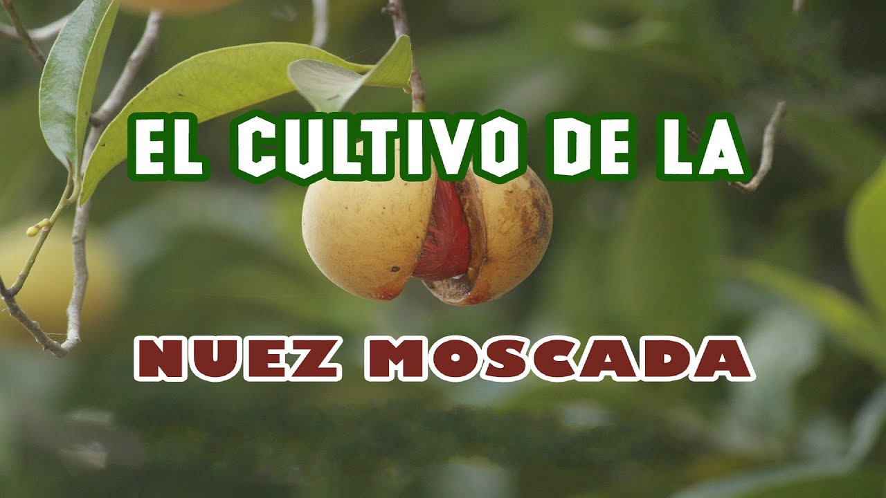 T&eacute;cnicas en el cultivo de nuez moscada