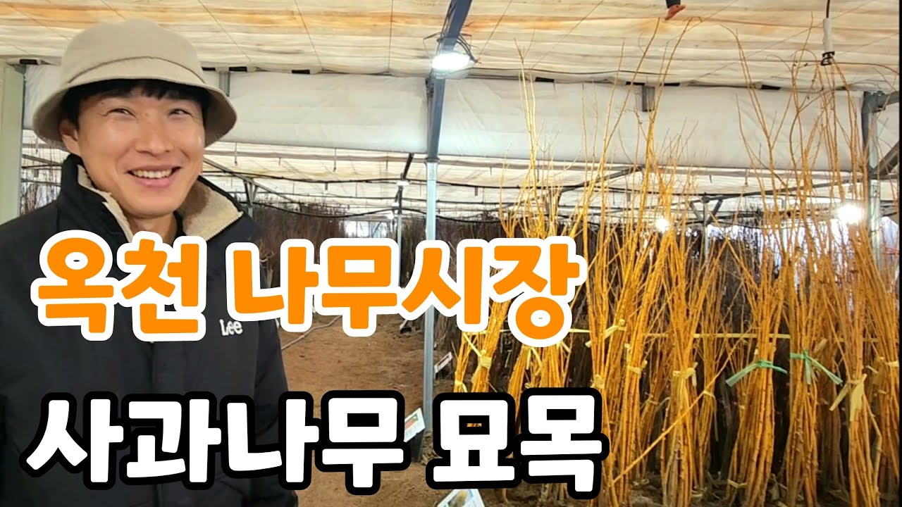 옥천 묘목시장 개장! 사과나무 묘목 가격? 유실수 묘목