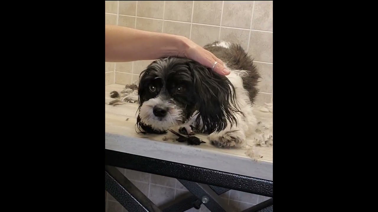 Relaxed Shorkie full groom, medium length, new look with short ears! dog grooming, no restraints