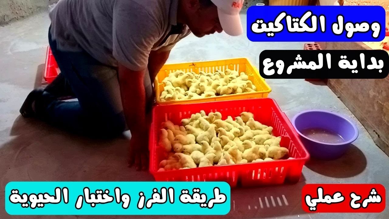 وصول كتاكيت دورة تربية الفراخ البيضاء علي السطح طريقة الفرز واختبار حيوية الطائر ومحلول الاستقبال