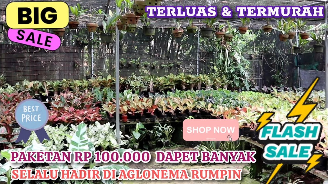 SELALU HADIR DENGAN PAKETAN 100.000 DAPET BANYAK. NURSERY TERLUAS TERMURAH AGLONEMA RUMPIN. Eps 1516